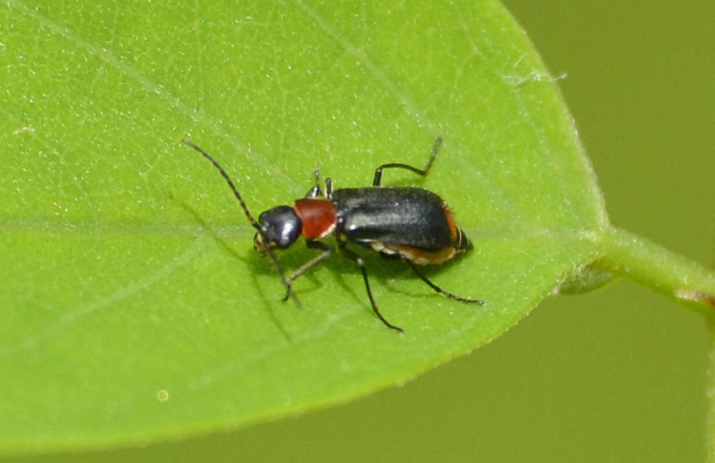 Malachiidae:  cfr. Axinotarsus ruficollis, femmina